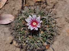 Echinofossulocactus dichroacanthus