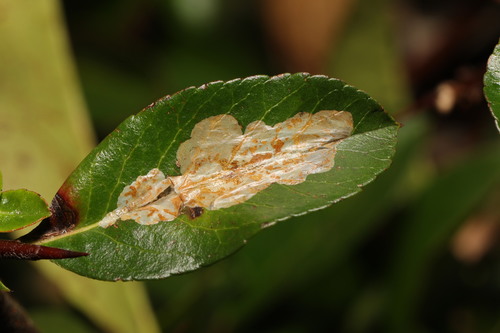 Firethorn Leafminer