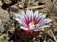 Echinofossulocactus dichroacanthus