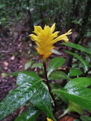Aphelandra squarrosa
