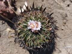 Echinofossulocactus dichroacanthus
