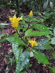 Aphelandra squarrosa