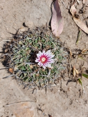 Echinofossulocactus dichroacanthus