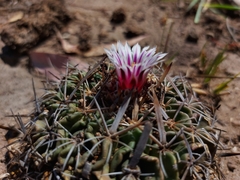 Echinofossulocactus dichroacanthus