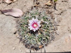 Echinofossulocactus dichroacanthus