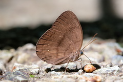 Faunis canens arcesilas