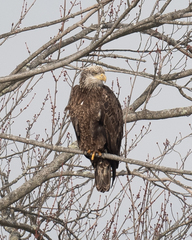 Haliaeetus leucocephalus