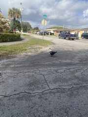 Cairina moschata domestica