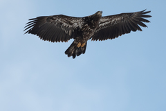 Haliaeetus leucocephalus