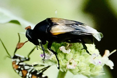 Macrosiagon dimidiata