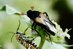 Macrosiagon dimidiata