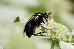 Macrosiagon dimidiata