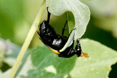 Macrosiagon dimidiata