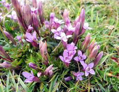 Gentianella columnae