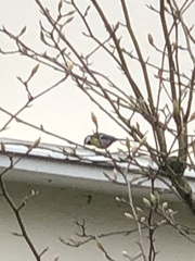 Parus major