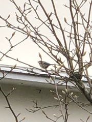 Parus major