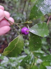 Psychotria suterella