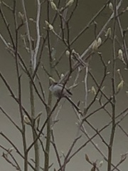 Aegithalos caudatus