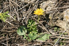 Ficaria verna calthifolia