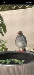 Turdus plumbeus