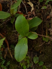 Hydrangea serratifolia