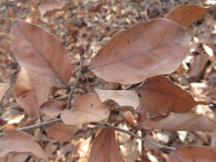 Lindera glauca