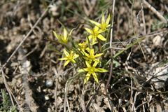 Gagea transversalis