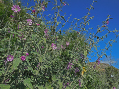 Malva unguiculata