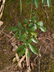 Azara serrata