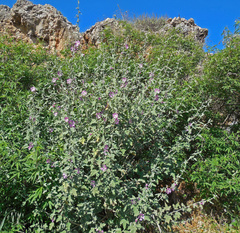 Malva unguiculata