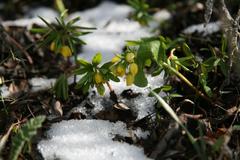 Gymnospermium odessanum