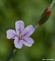 Limonium calliopsium