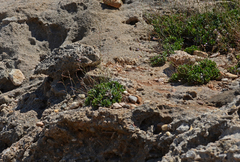 Limonium calliopsium