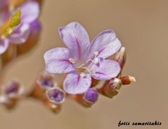 Limonium cornarianum