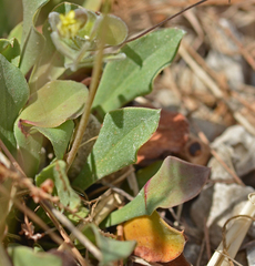 Limonium cornarianum