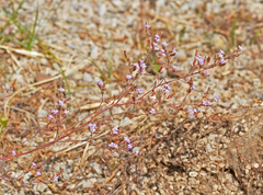 Limonium cornarianum