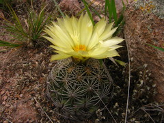 Coryphantha radians