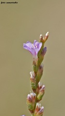 Limonium cornarianum