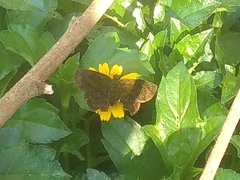 Pellicia