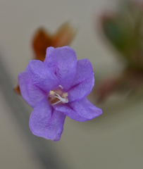 Limonium elaphonisicum