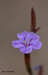 Limonium elaphonisicum