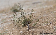 Limonium elaphonisicum