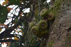 Ficus auriculata
