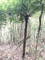 Cyathea corcovadensis