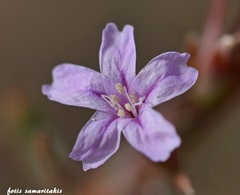 Limonium roridum