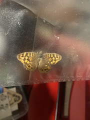Pararge aegeria