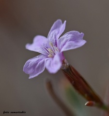 Limonium roridum