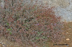 Limonium roridum