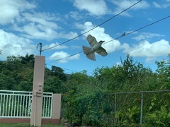 Tyrannus dominicensis