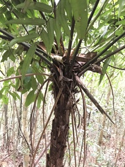 Cyathea corcovadensis